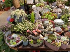 -双季花艺园艺市场(浦东店)