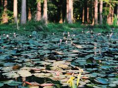 -艾溪湖湿地公园