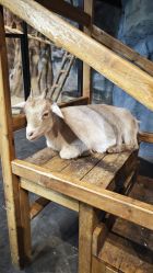 -Zoolung Zoolung动物主题公园(海信广场店)