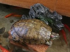 -妈妈传炖品(双林店)