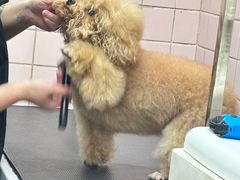 -FAELING PETS美天灵宠物(富力广场店)
