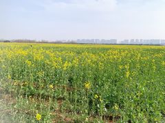 -汉长安城未央宫国家考古遗址公园