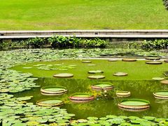 -新加坡植物园