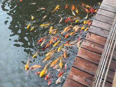 -微山湖红荷湿地景区