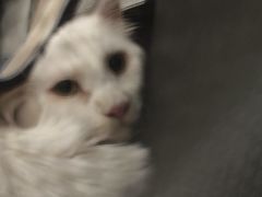 -艾吉宠物医院·疑难杂症转诊中心·猫友好(碧江路院)