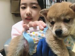 -逗柴咖啡屋·狗咖猫咖宠物桌游