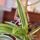 柔香缕缕心情好