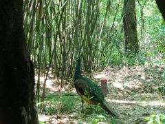景点-成都大熊猫繁育研究基地