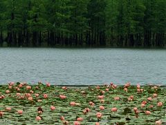 -白鹭湾湿地公园