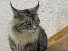 -猫在这儿猫咪咖啡馆·撸猫馆