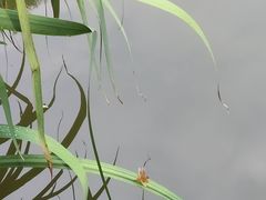 -秋霞圃