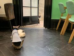 -猫色咖啡·猫咖