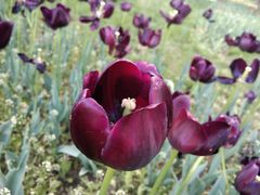 -长春公园(普阳街道)