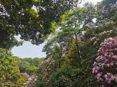 -梧桐山风景名胜区