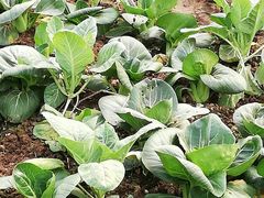 -听风阁农家私房菜茶楼(龙坞店)