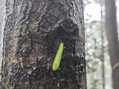 -午潮山国家森林公园