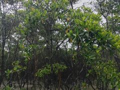 -东寨港红树林旅游区