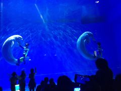 -芜湖新华联大白鲸海洋公园