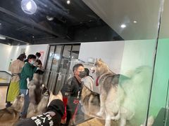 -Husky Go! 哈士奇体验馆·宠物咖啡厅狗咖