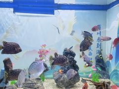 -烟台海昌鲸鲨海洋公园