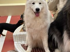 -和它·交个朋友·狗咖猫咖(爱琴海店)