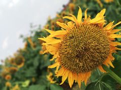 -杭州湾海上花田景区