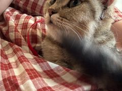 -小小班私人影院·猫咖(万达茂广场店)