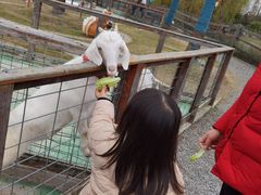 -前小桔亲子创意农场·草莓采摘·露营烧烤