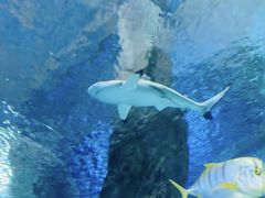 -太平洋海底世界