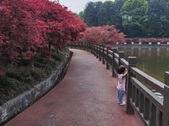 -重庆彩云湖湿地公园