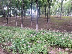 -大兴滨河森林公园