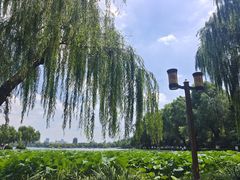 -济南大明湖景区