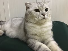 -Bastet sally猫舍购宠(静安店)