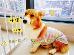 -怪兽屋·羊驼·猫咖·狗咖(俊华广场店)