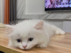 -欣宠猫屋·矮脚拿破仑·蓝金金渐层