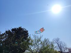-上海滨江森林公园