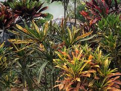 -东莞植物园