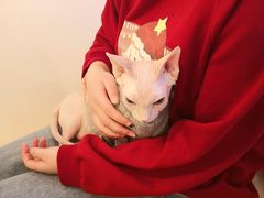 -猫腻·猫咖·撸猫馆(星光大道店)