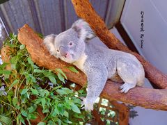 -费瑟代尔野生动物园