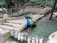 -哈尔滨北方森林动物园