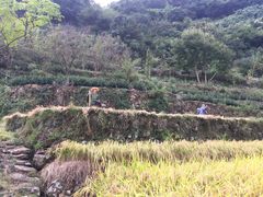 -桑洲油菜花景区