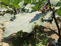 -意大利农场度假村