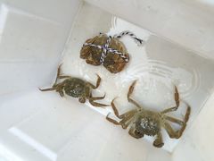 -乡乐园蟹庄·阳澄湖农家乐