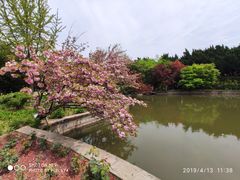 -嘉定紫藤园