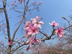 -天适樱花悠乐园