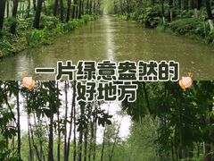 -合肥滨湖国家森林公园