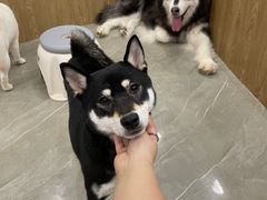 -和它·交个朋友·狗咖猫咖(爱琴海店)