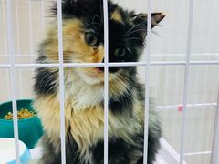 -藏猫猫咖啡主题馆(中央大道店)