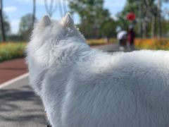 -翊宠yipet猫狗购宠庄园犬舍•猫舍