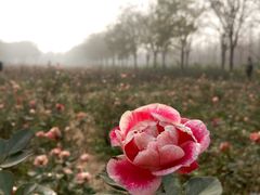 -汉景帝阳陵博物院